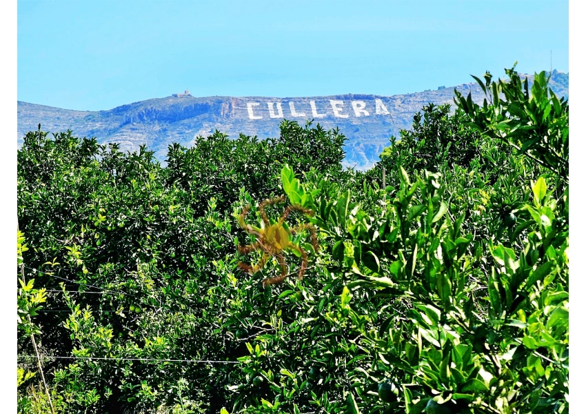 Sad mandarynkowy Cullera, Walencja